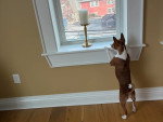 Un Basenji regardant par la fenêtre