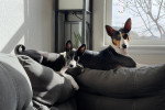 Deux Basenji allongés sur un canapé