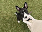 Un Basenji s'agrippant à la cuisse d'une personne