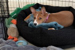 Un Basenji allongé sur un panier 