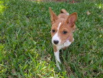 Un Basenji marchant sur un terrain herbeux
