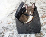 Un Basenji assis dans un sac