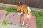 Un Basenji reniflant le sol