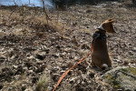 Un Basenji assis sur un terrain herbeux