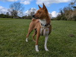 Un Basenji sur un terrain herbeux et portant un harnais