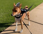 Un Basenji tenu en laisse dans la rue