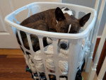Un Basenji allongé dans un panier