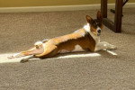 Un Basenji allongé et regardant vers la caméra
