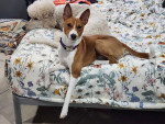 Un Basenji allongé sur un lit et portant un collier autour du cou