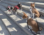 Quatre Basenji sur des marches d'escaliers 