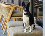 Un Basenji assis sur une chaise et portant un collier autour du cou