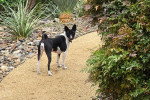 Un Basenji sur un sentier et regardant vers la caméra