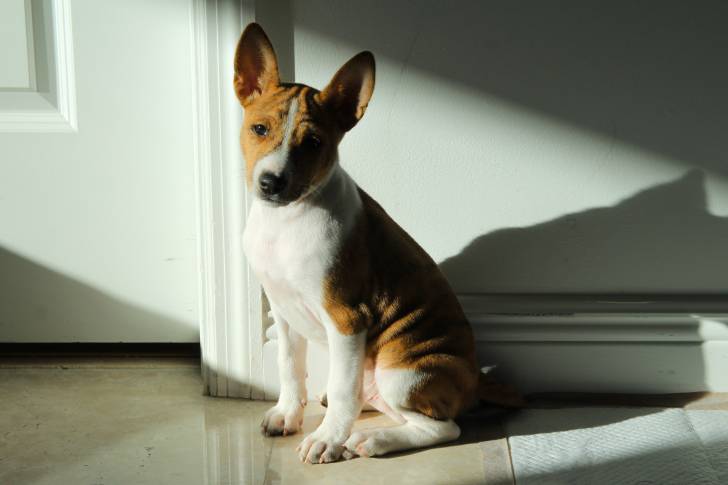 Photo Basenji
