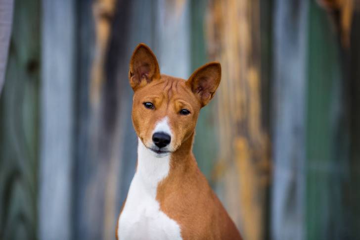 Photo Basenji