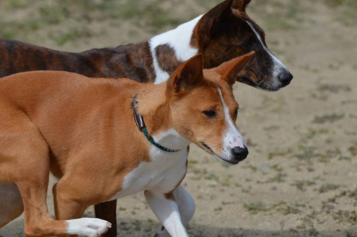 Photo Basenji