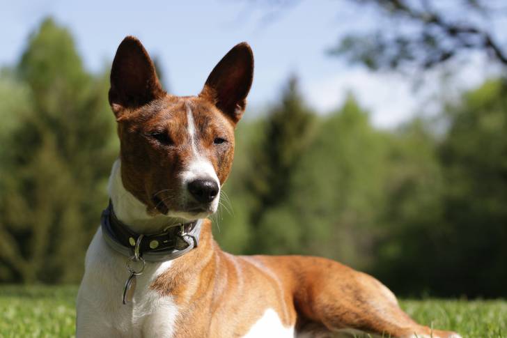 Photo Basenji