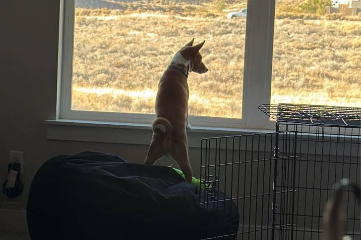 Un Basenji regardant par la fenêtre 