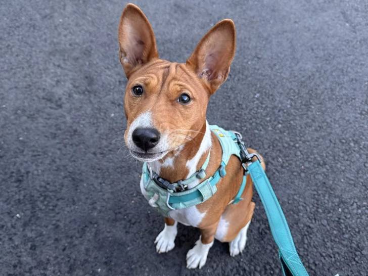 Un Basenji assis et tenu en laisse