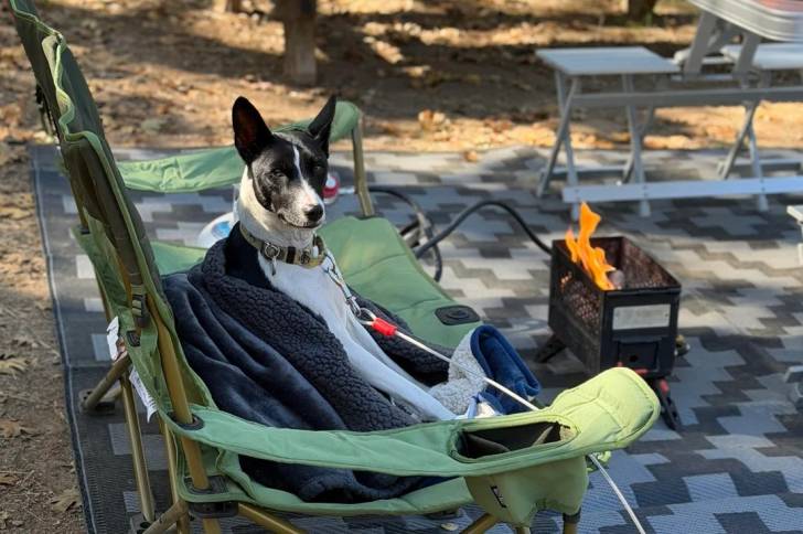 Un Basenji allongé sur une chaise