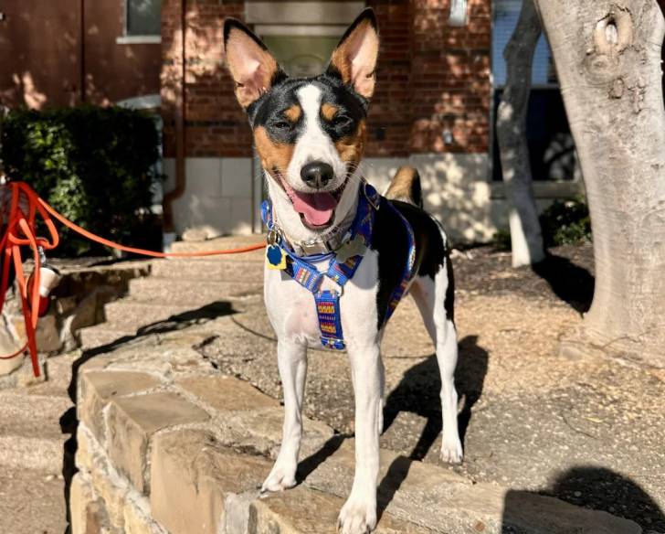 Un Basenji près d'un arbre portant un harnais et ayant la gueule ouverte