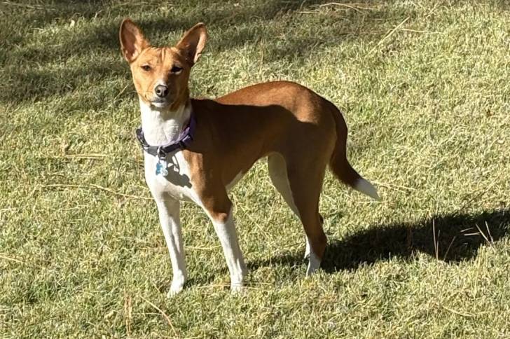 Un Basenji sur une surface herbacée et portant un collier autour du cou