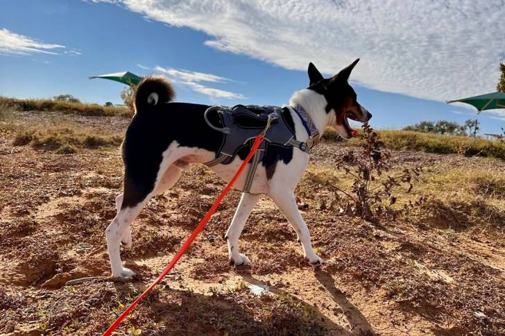 Un Basenji marchant sur un terrain rocailleux et tenu en laisse