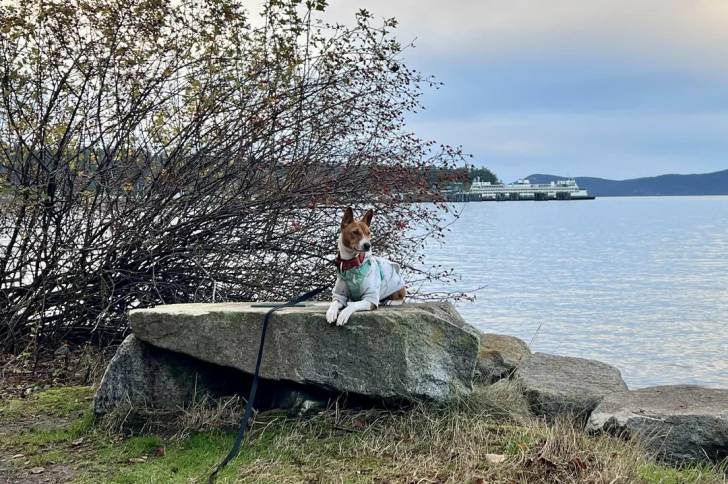 Un Basenji allongé sur un rocher