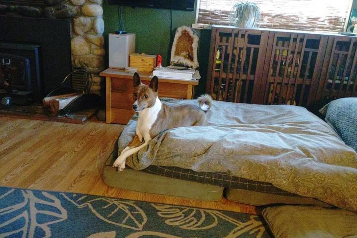 Un Basenji allongé sur un lit