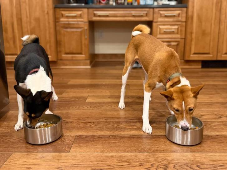 Deux Basenji mangeant dans leurs gamelles