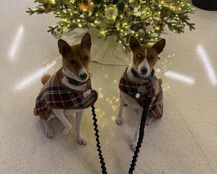 Deux Basenji assis près d'un sapin