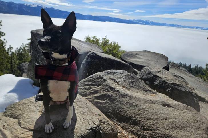 Un Basenji assis sur un rocher