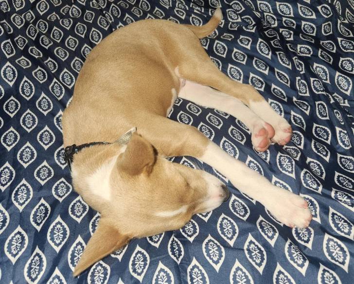 Un Basenji allongé sur un drap et semblant dormir