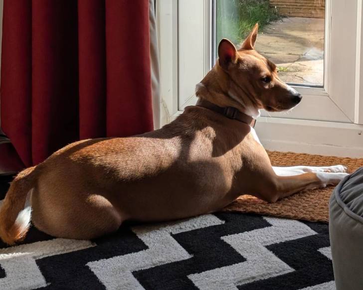 Un Basenji allongé sur un tapis