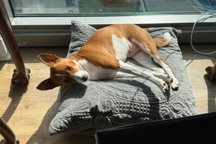 Un Basenji allongé sur un coussin