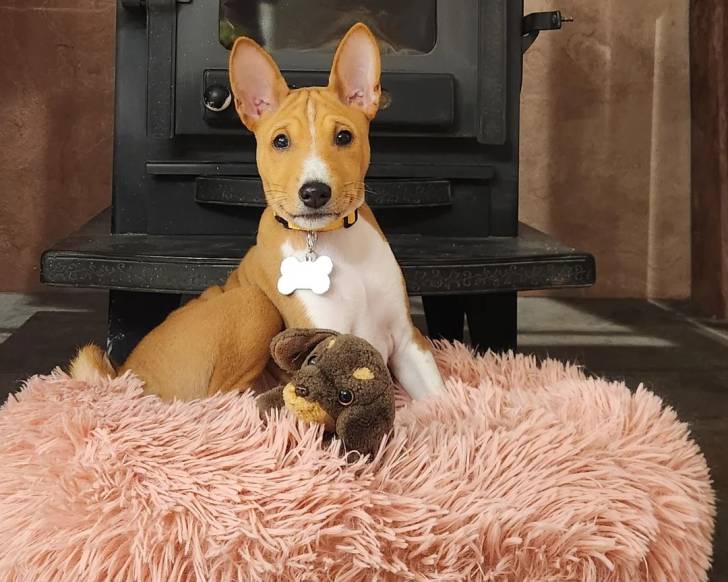 Un Basenji allongé sur un panier poilu