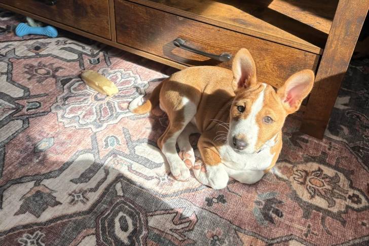 Un Basenji allongé et regardant vers la caméra