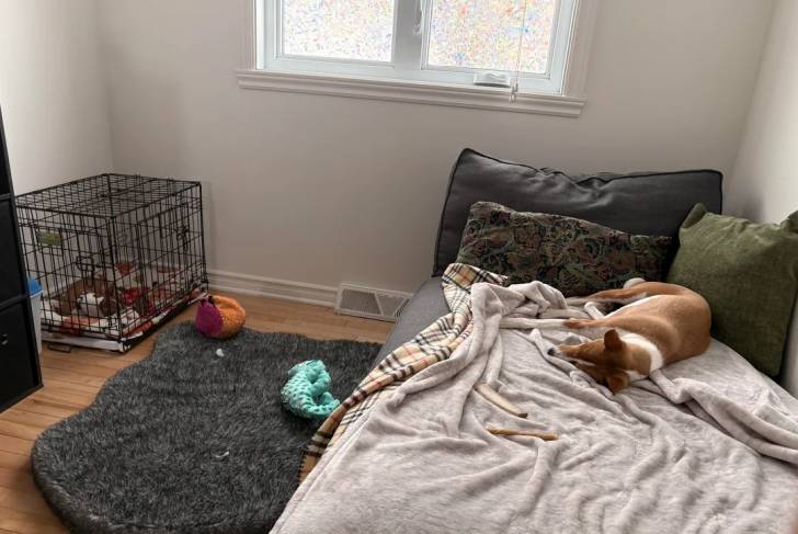 Un Basenji allongé sur un lit