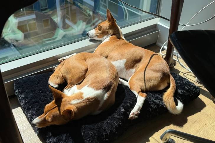 Deux Basenji allongés sur un coussin