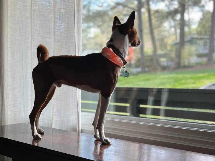 Un Basenji sur une table  portant un collier autour du cou et regardant par la fenêtre 
