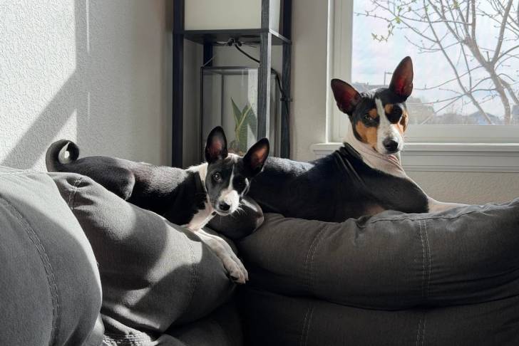 Deux Basenji allongés sur un canapé