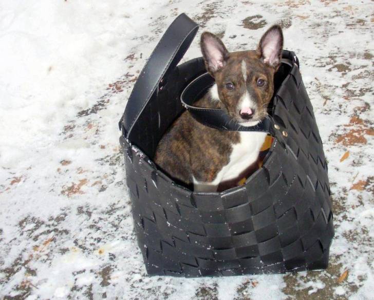 Un Basenji assis dans un sac