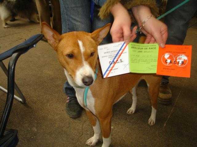 VICO DU HOULME - Basenji - Basenji