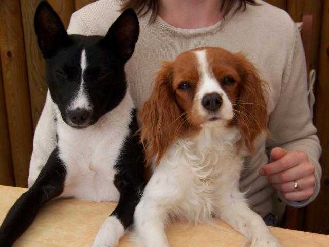 Basenji et cavalier King Charles- Benja et bounty - Basenji