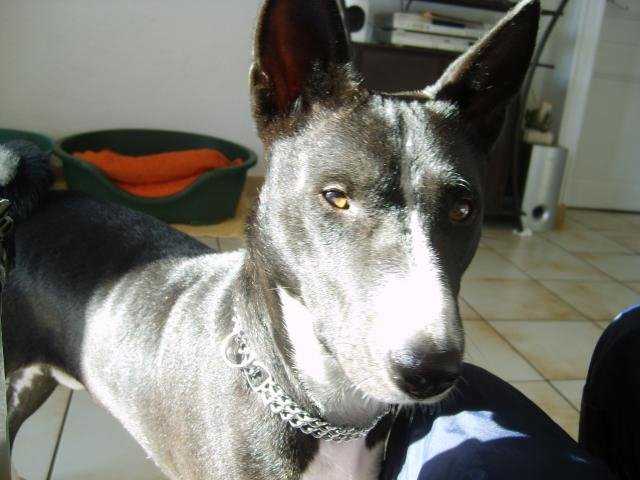 Tricky, un Basenji plein de ressources - Basenji