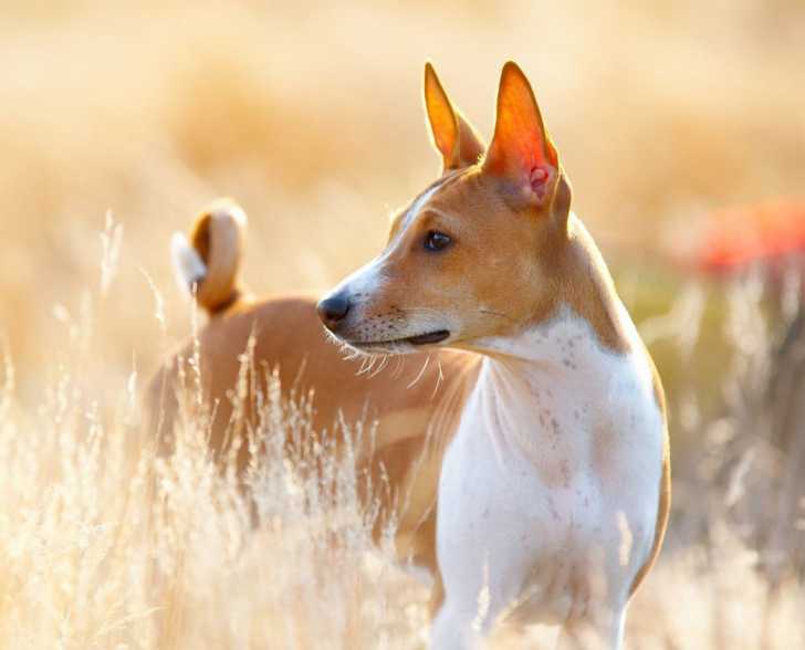 Le Basenji
