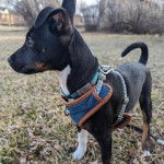 Un Ratshire Terrier au pelage tricolore, sur une surface herbacée et portant un harnais 