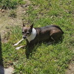 Un Ratshire Terrier au pelage triocolore, allongé sur un terrain herbeux 