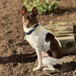 Un Ratshire Terrier au pelage bicolore, assis et portant un collier autour du cou 