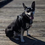 Un Ratshire Terrier au pelage bicolore, tirant la langue et portant un collier autour du cou