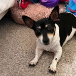 Un Ratshire Terrier au pelage tricolore, allongé sur une moquette et regardant vers la caméra 